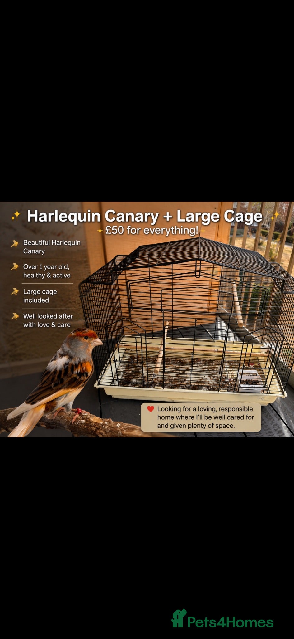 Canaries birds Beautiful Harlequin Canary + Large Cage – £50 –  - Advert 4