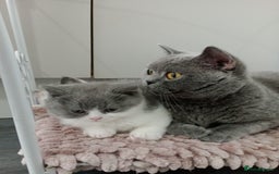 British Shorthair cats for sale: Gccf STUD, Blue Spotted,Blue, Lilac, Bi - Image 37