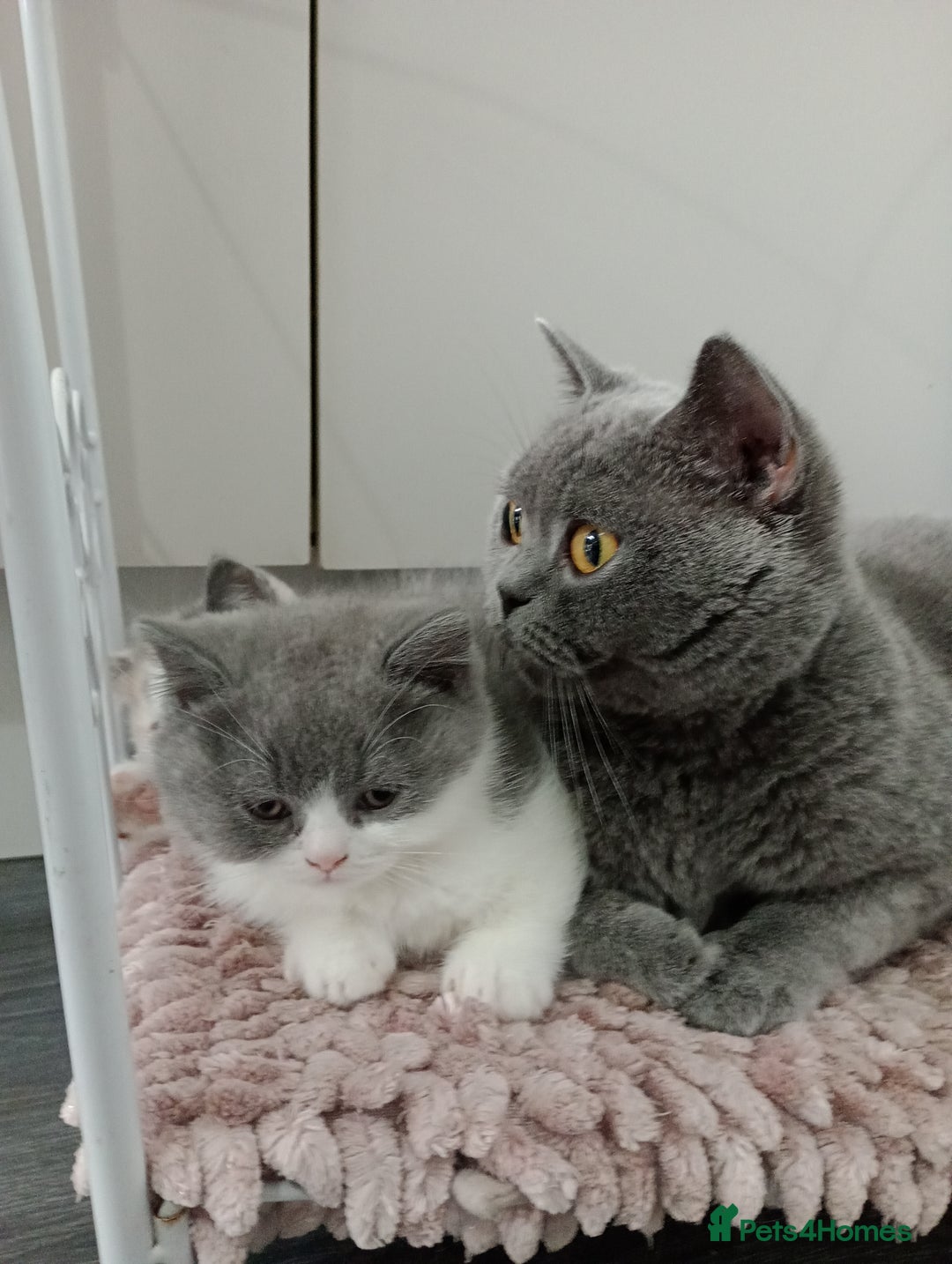 British Shorthair cats for sale: Gccf STUD, Blue Spotted,Blue, Lilac, Bi - Image 37