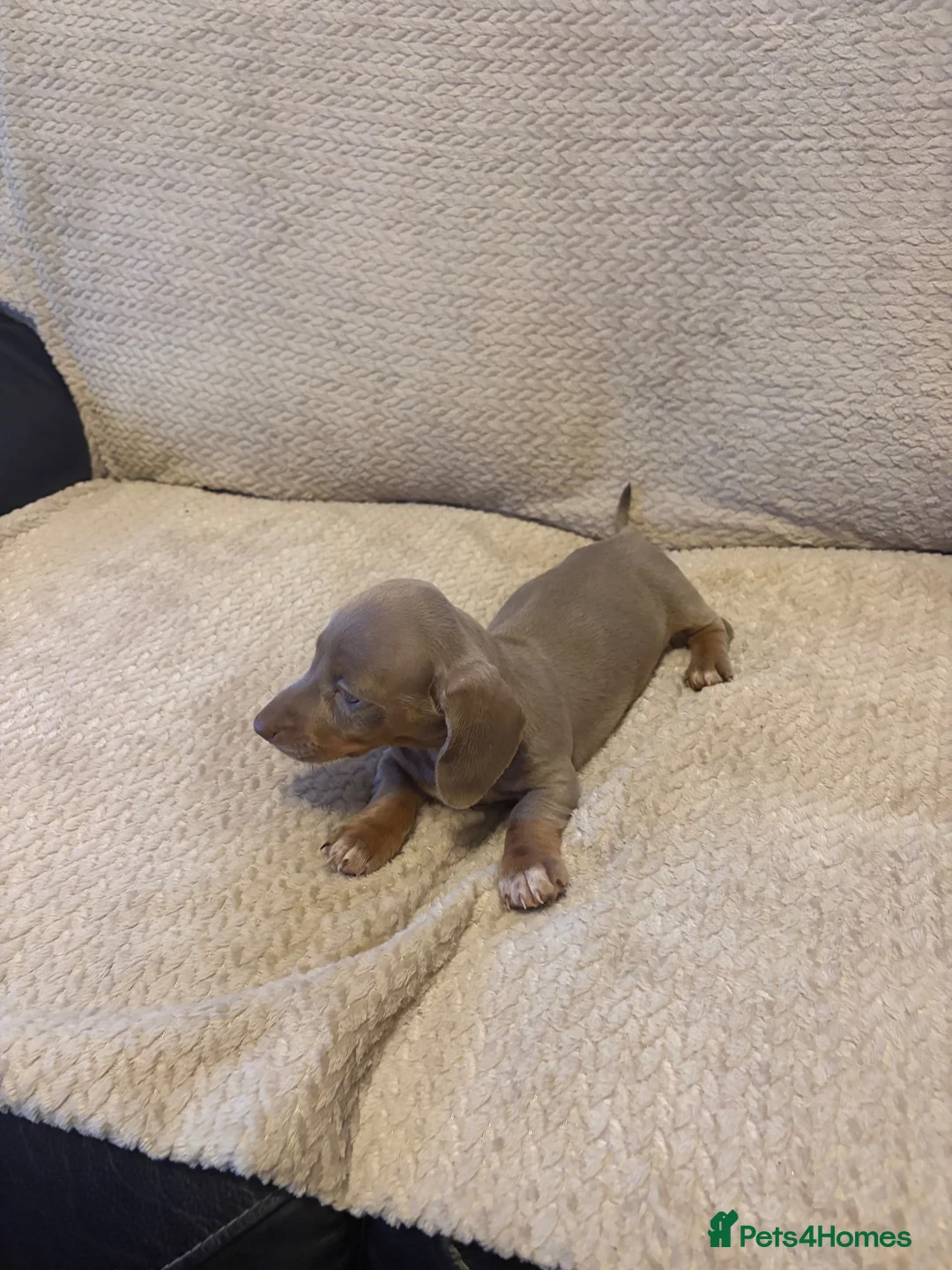 Dachshund dogs for sale: Stunning miniature kc dachshund puppies  - Advert 7