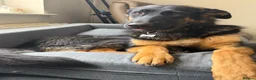 German Shepherd dogs for sale: 2 young beautiful German shepherd pups  - Advert 13