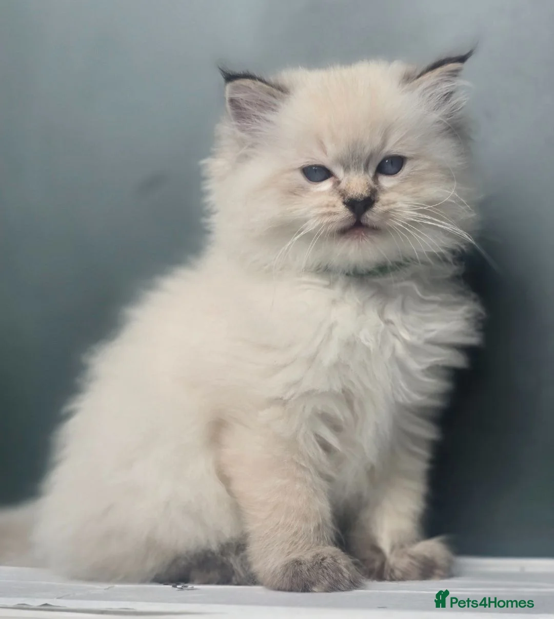 Ragdoll cats for sale: 🐾 TICA Beautiful Ragdoll Kittens - 2 Boys 🐾 - Advert 1