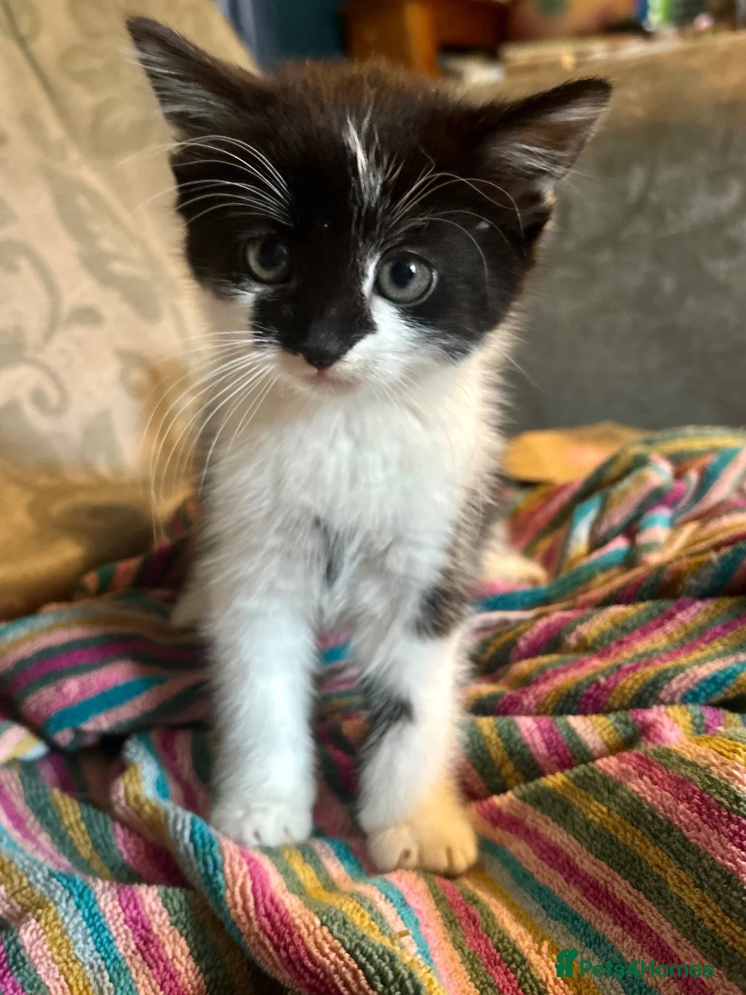 Mixed Breed cats for sale: Beautiful Kittens  in Newnham - Advert 14