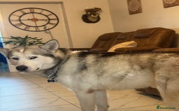 Alaskan Malamute dogs for stud: Alaskan Malamute for first time stud - Advert 3
