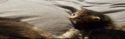 Mixed Breed cats for sale: Gorgeous house raised kittens  - Advert 5