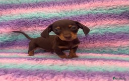 Miniature Dachshund dogs for sale: Miniature Dachshund Boys and Girls From £700 - Image 30