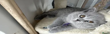 Purple collar girl (Ashley)