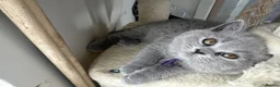 British Shorthair cats for sale: BSH kitten girls pedigree champion line - Advert 9