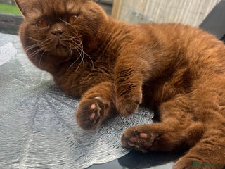 British Shorthair cats - Advert 16