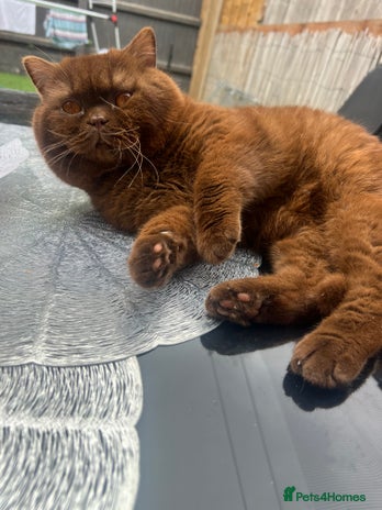 British Shorthair cats CHOCOLATE BRITISH SHORTHAIR- STUD SERVICE - Advert 4