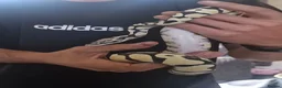 Python Snake reptiles for sale: Young Royal Pythons in Sheffield - Advert 10