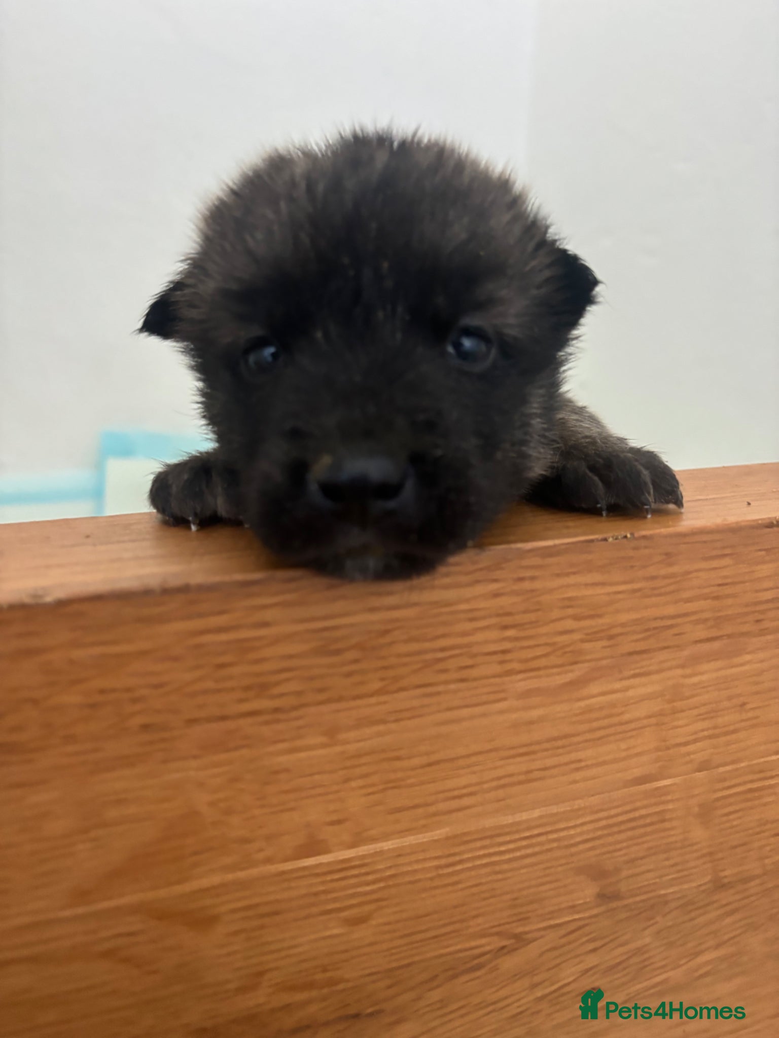 Belgian Shepherd Dog dogs Gorgeous puppies looking for their forever homes - Advert 2