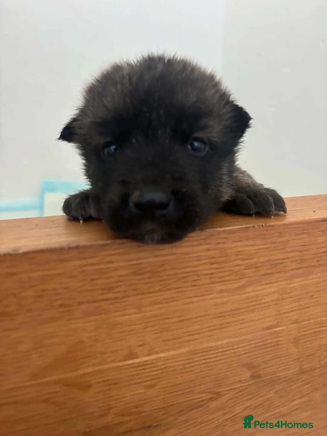 Belgian Shepherd Dog dogs for sale: Gorgeous puppies looking for their forever homes in Whitchurch - Advert 1