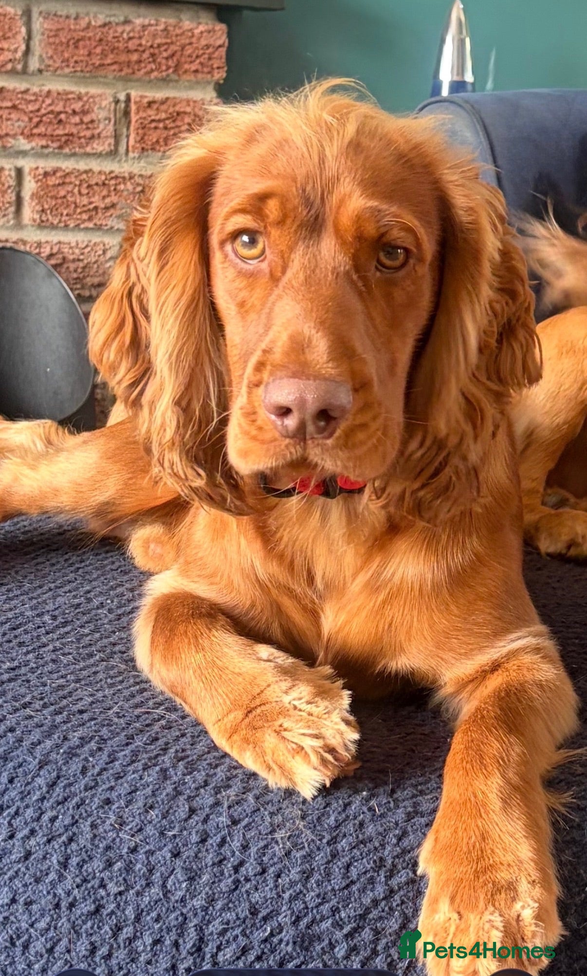 Cocker Spaniel dogs 13 month old male cocker spaniel - Advert 5