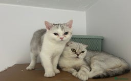 Scottish Fold cats for sale: Beautiful Scottish fold baby’s  in Reading - Image 35