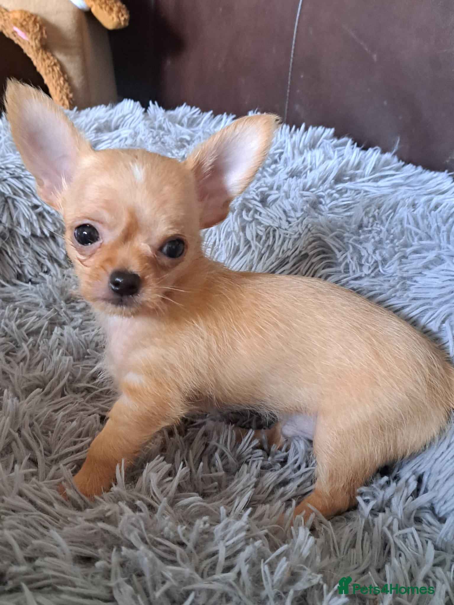 Chihuahua dogs Chihuahua puppies - Advert 16