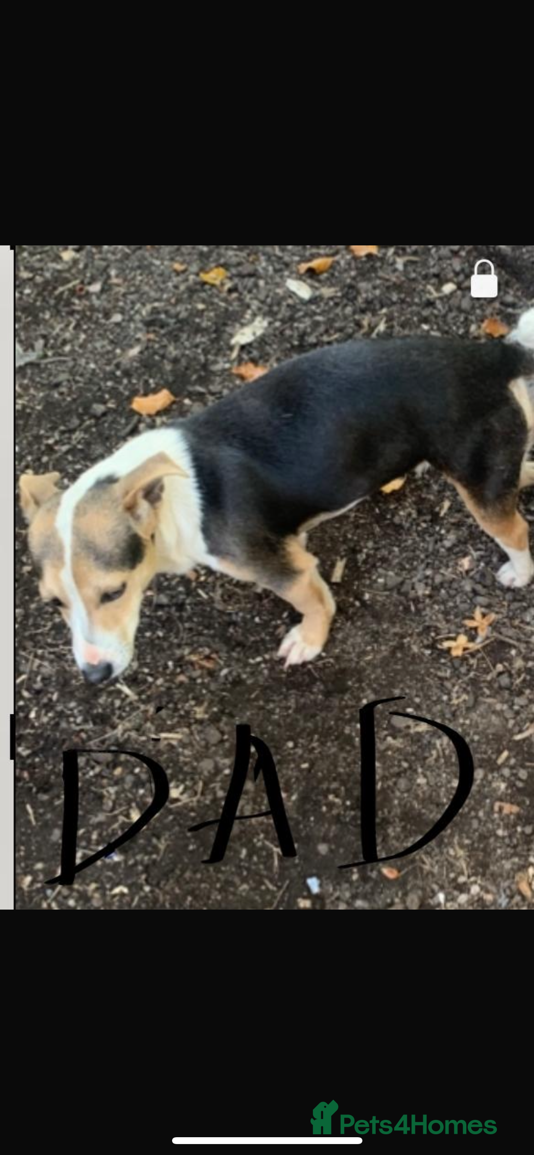 Jack Russell dogs for sale: Jack Russel  - Advert 2