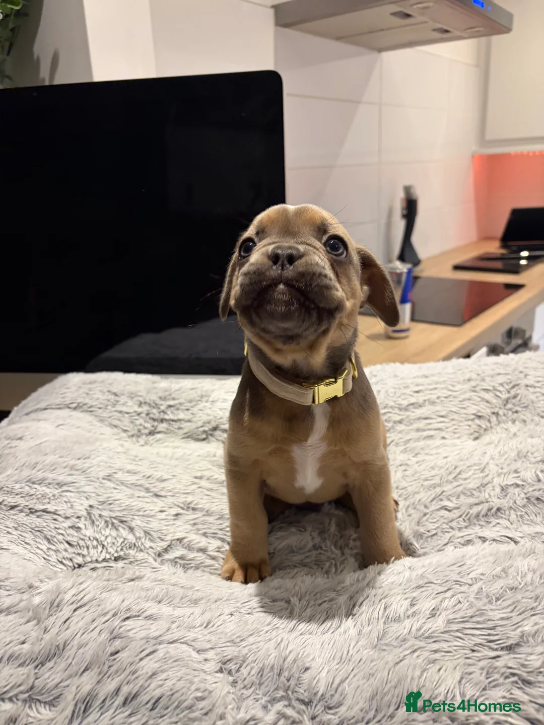 French Bulldog dogs for sale: 🐾 FRENCH BULLDOG PUPPIES 🐾 - Advert 2