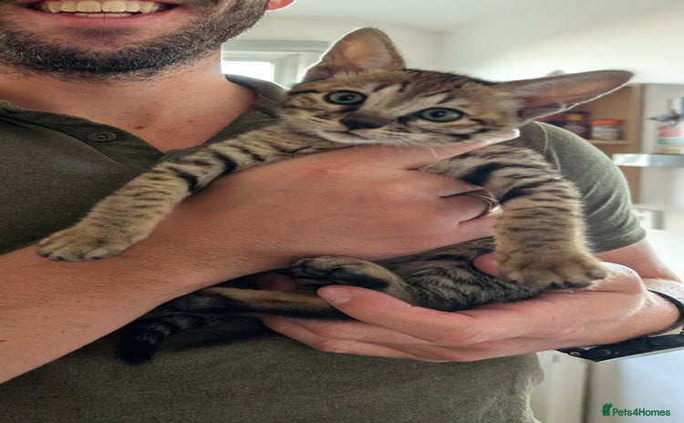 Savannah cats - Advert 2