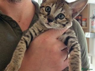 Savannah cats - Advert 22