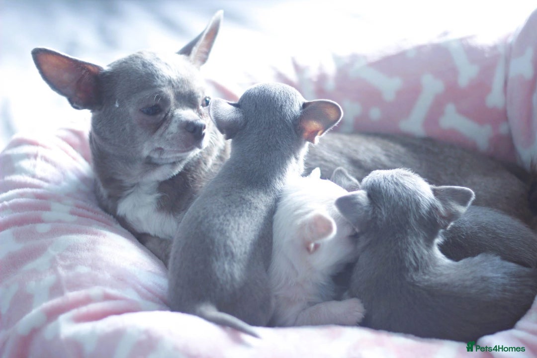 Chihuahua dogs for sale: Kc Registered Quality chihuahua puppies  - Image 18