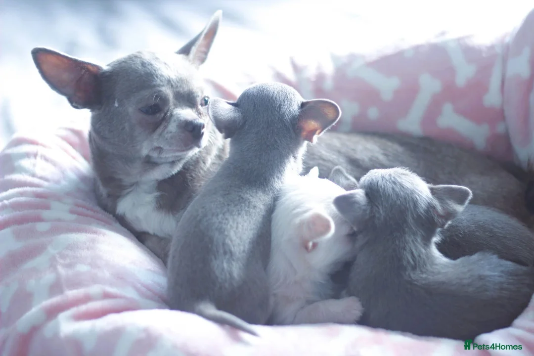 Chihuahua dogs for sale: Kc Registered Quality chihuahua puppies  - Advert 18