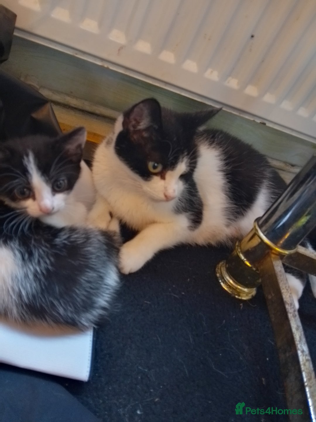 Mixed Breed cats for sale: 3 adorable mixed kittens - Image 7
