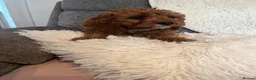 Cavapoo dogs for sale: Outstanding fox red cavapoo puppy - Advert 8