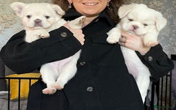 French Bulldog dogs for sale: Fluffy French Bulldogs  - Image 3