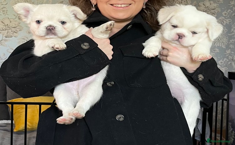 French Bulldog dogs - Advert 6