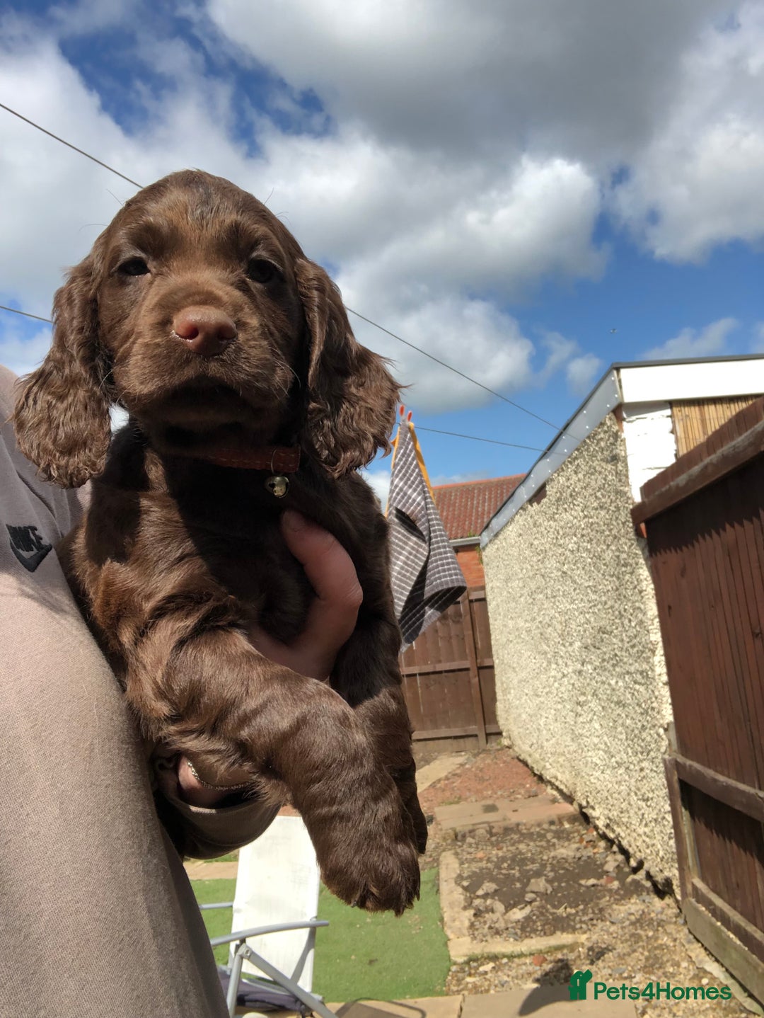 Cocker Spaniel dogs for sale: WAITING LIST - KC DNA CLEAR PUPS DUE 12/12/25 - Advert 7