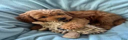 Mini Goldendoodle dogs for sale: ❤️ Beautiful Red & Gold Mini Goldendoodle Puppies  - Advert 20