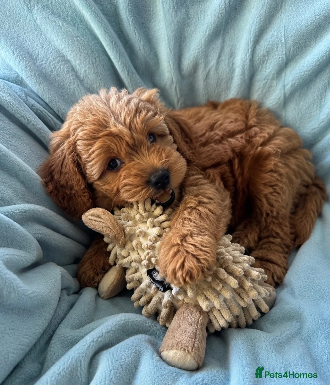 Mini Goldendoodle dogs for sale: ❤️ Beautiful Red & Gold Mini Goldendoodle Puppies  - Advert 20