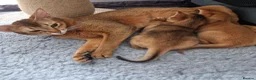 Abyssinian cats for sale: Gorgeous Abyssinian Kittens Ready Now - Advert 5