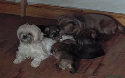 Mixed Breed dogs for sale: 2 x Beautiful Shi Tzu cross - Advert 1
