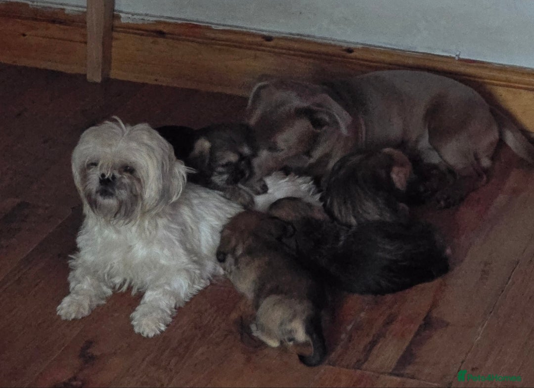 Mixed Breed dogs for sale: 2 x Beautiful Shi Tzu cross - Advert 1