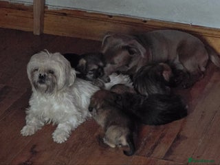 Mixed Breed dogs for sale: 2 x Beautiful Shi Tzu cross - Advert 1