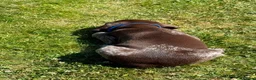 German Shorthaired Pointer dogs for sale: German Short Haired Pointer Puppies KC reg  - Advert 7