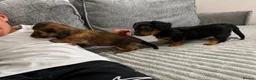 Dachshund dogs for sale: KC REG long haired miniature dachshund - Advert 4