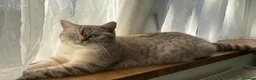 British Shorthair cats for sale: Champion blood line BSH kittens for sale - Advert 10