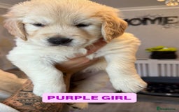 Golden Retriever dogs for sale: 7 gorgeous Golden Retriever puppies for sale - Image 3