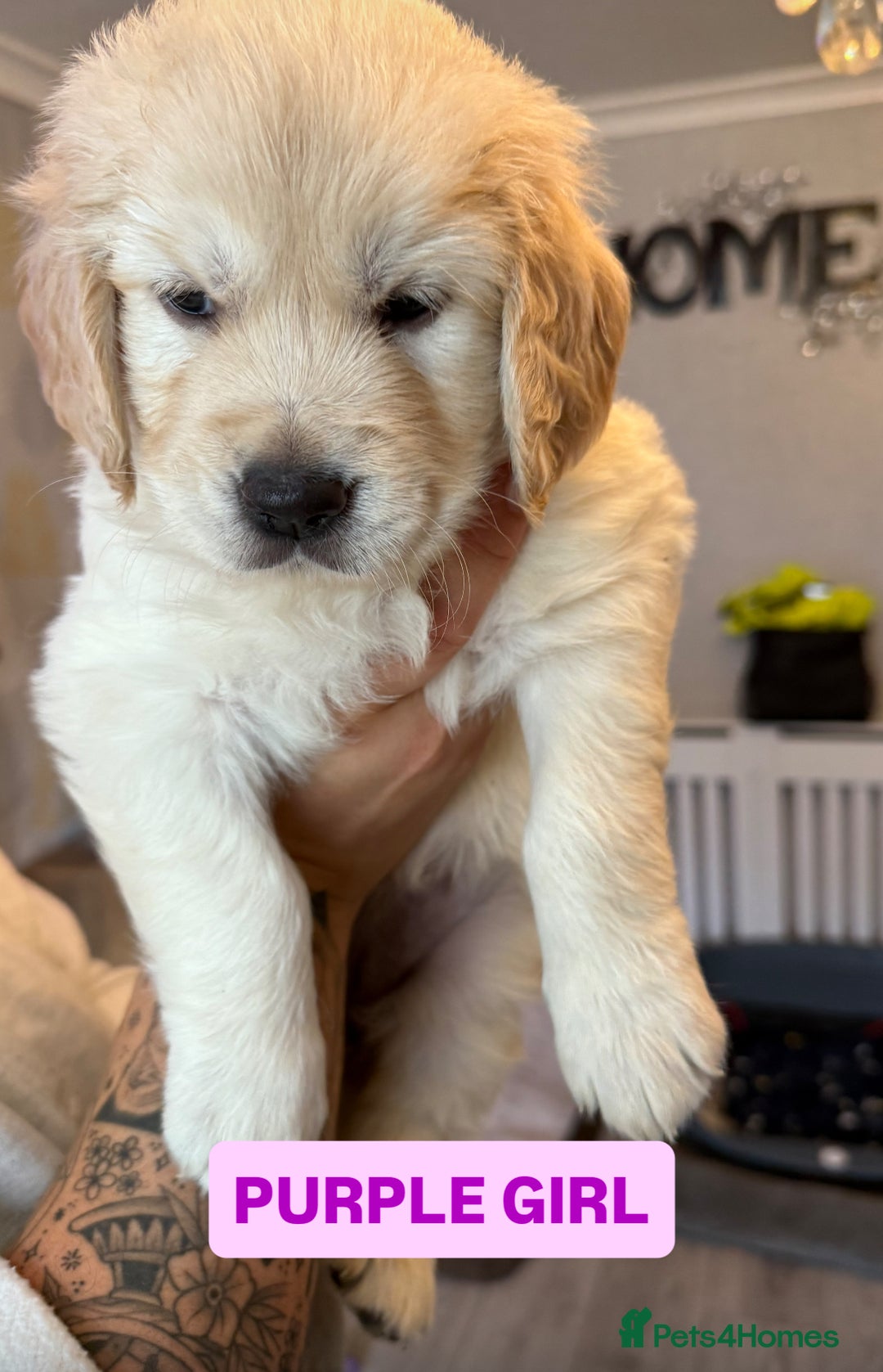 Golden Retriever dogs for sale: 7 gorgeous Golden Retriever puppies for sale - Image 3