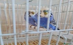 Budgerigars birds for sale: Lovely young budgies for sale Various colours  - Image 12