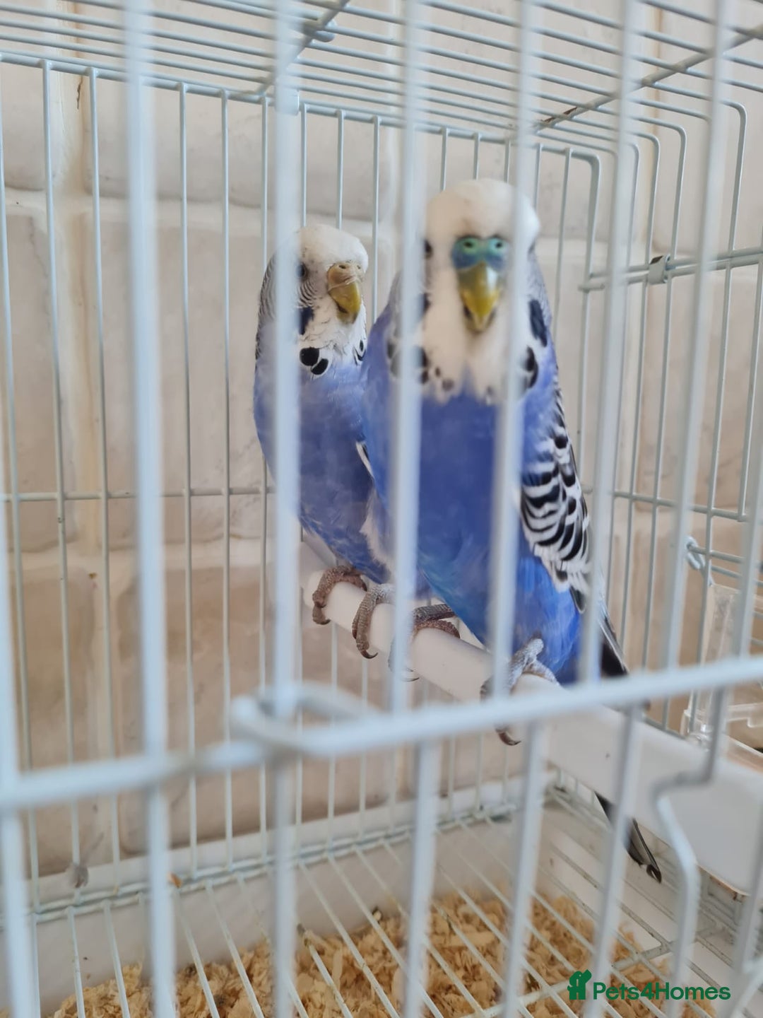 Budgerigars birds for sale: Lovely young budgies for sale Various colours  - Image 12