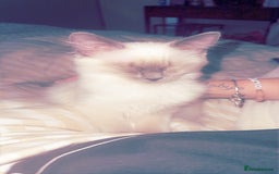 Ragdoll cats for sale: Lilac point Ragdoll kitten - Image 3