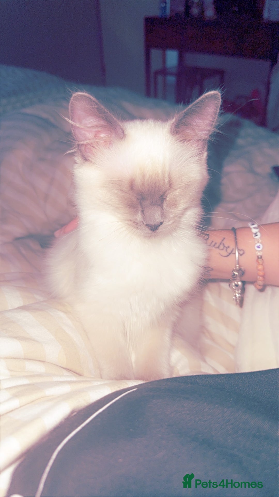Ragdoll cats for sale: Lilac point Ragdoll kitten - Image 3