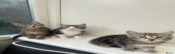 Mixed Breed cats for sale: Stunning Kittens looking for their forever homes - Advert 2
