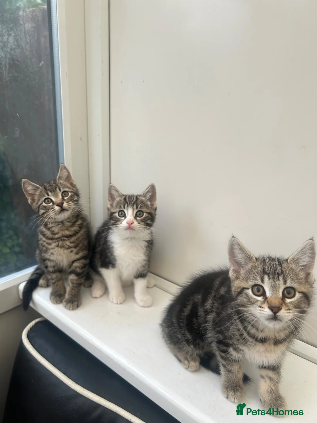 Mixed Breed cats for sale: Stunning Kittens looking for their forever homes - Advert 2