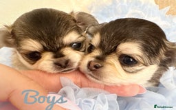 Chihuahua dogs for sale: KC rare husky marking chihuahua puppies Thai lines - Image 19