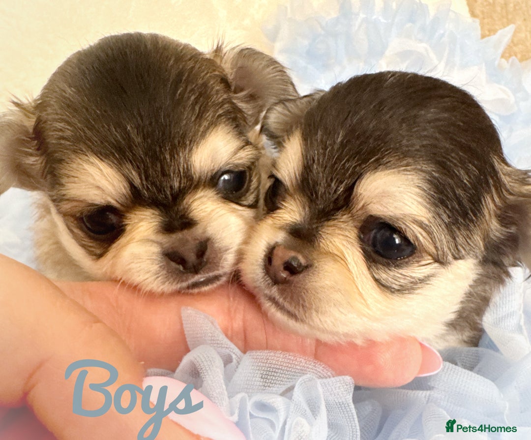 Chihuahua dogs for sale: KC rare husky marking chihuahua puppies Thai lines - Image 19